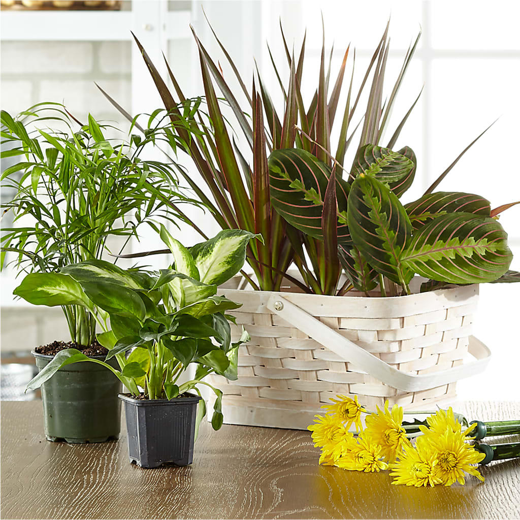 Florist Designed Blooming and Green Plants in a Basket – Newell Flower Shop Ltd., Kamloops BC