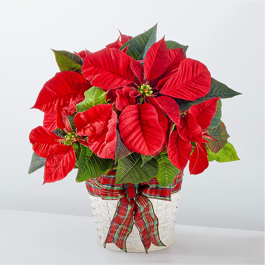 Happiest Holidays Poinsettia – Newell Flower Shop Ltd., Kamloops BC