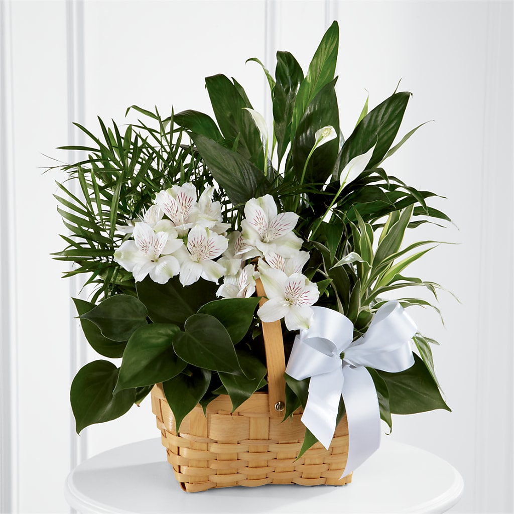 Peace & Serenity Dishgarden – Newell Flower Shop Ltd., Kamloops BC