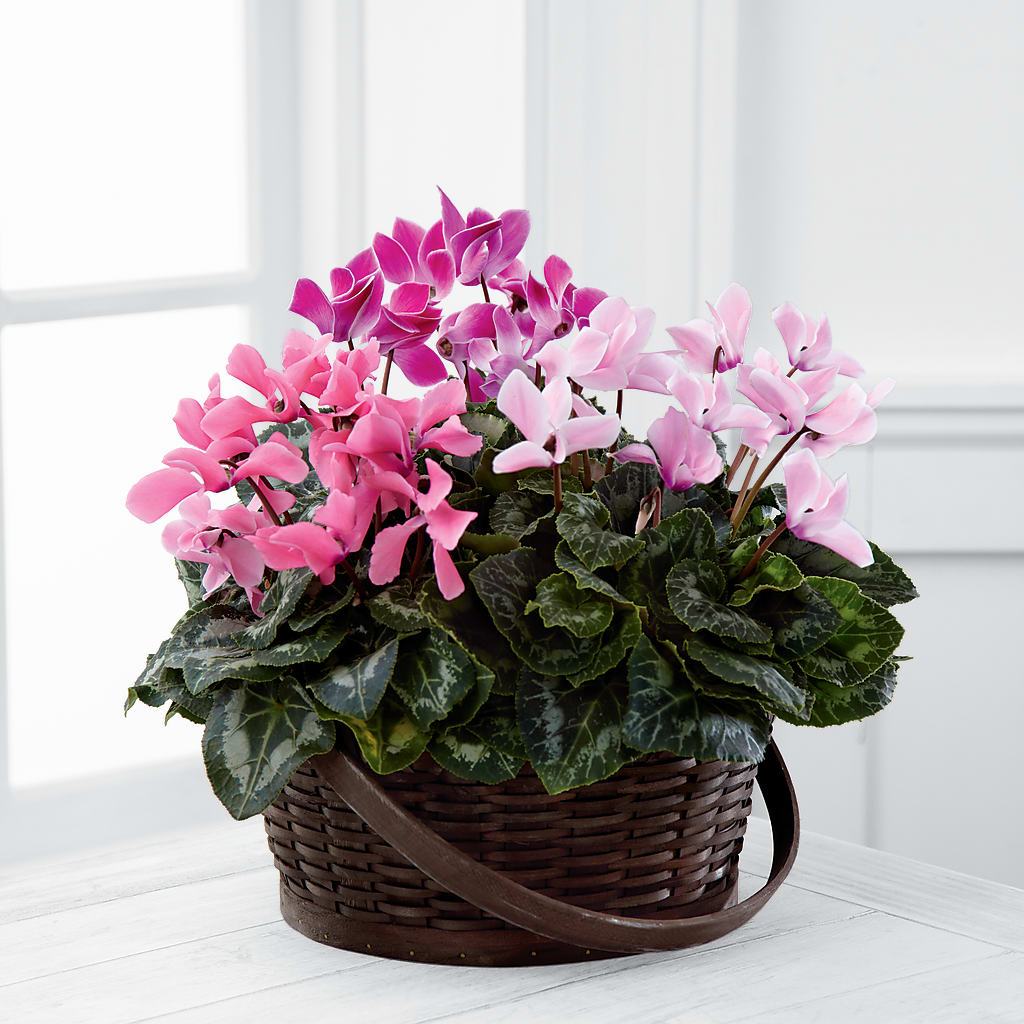 Mixed Cyclamen Planter – Newell Flower Shop Ltd., Kamloops BC