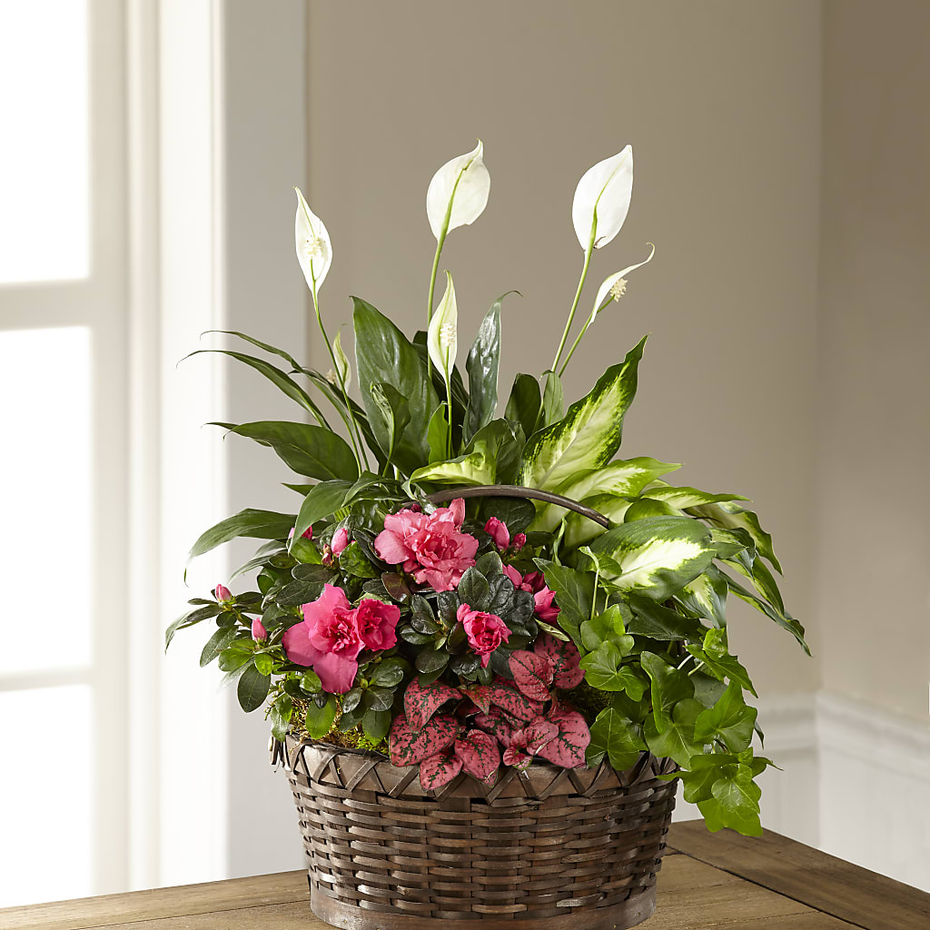 Dream in Pink Dishgarden – Newell Flower Shop Ltd., Kamloops BC