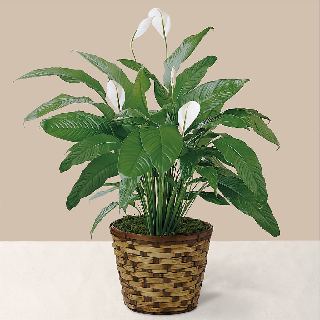 Tranquil Moments Peace Lily Plant – Newell Flower Shop Ltd., Kamloops BC