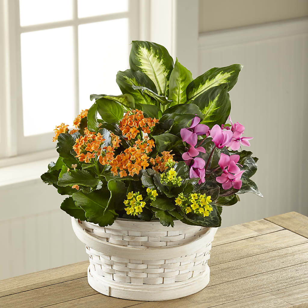 Color Crush Dishgarden – Newell Flower Shop Ltd., Kamloops BC