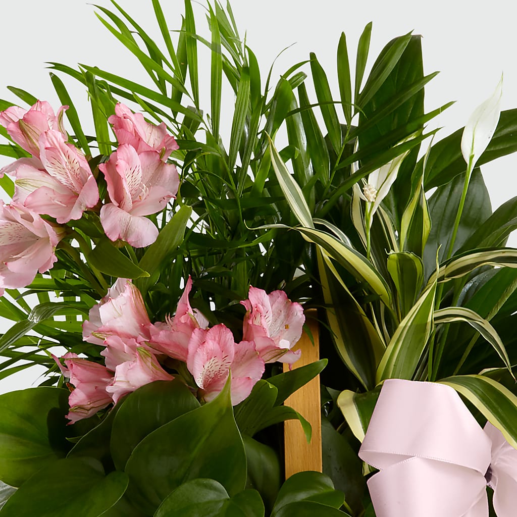 Living Spirit Dishgarden – Newell Flower Shop Ltd., Kamloops BC