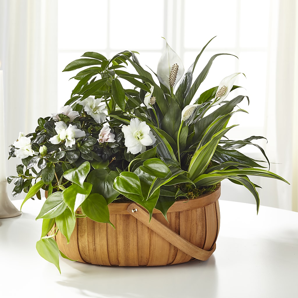Serene Dishgarden – Newell Flower Shop Ltd., Kamloops BC