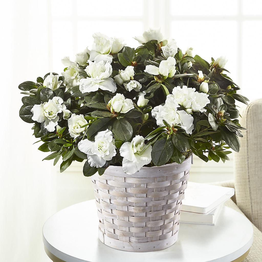 White Azalea Plant – Newell Flower Shop Ltd., Kamloops BC