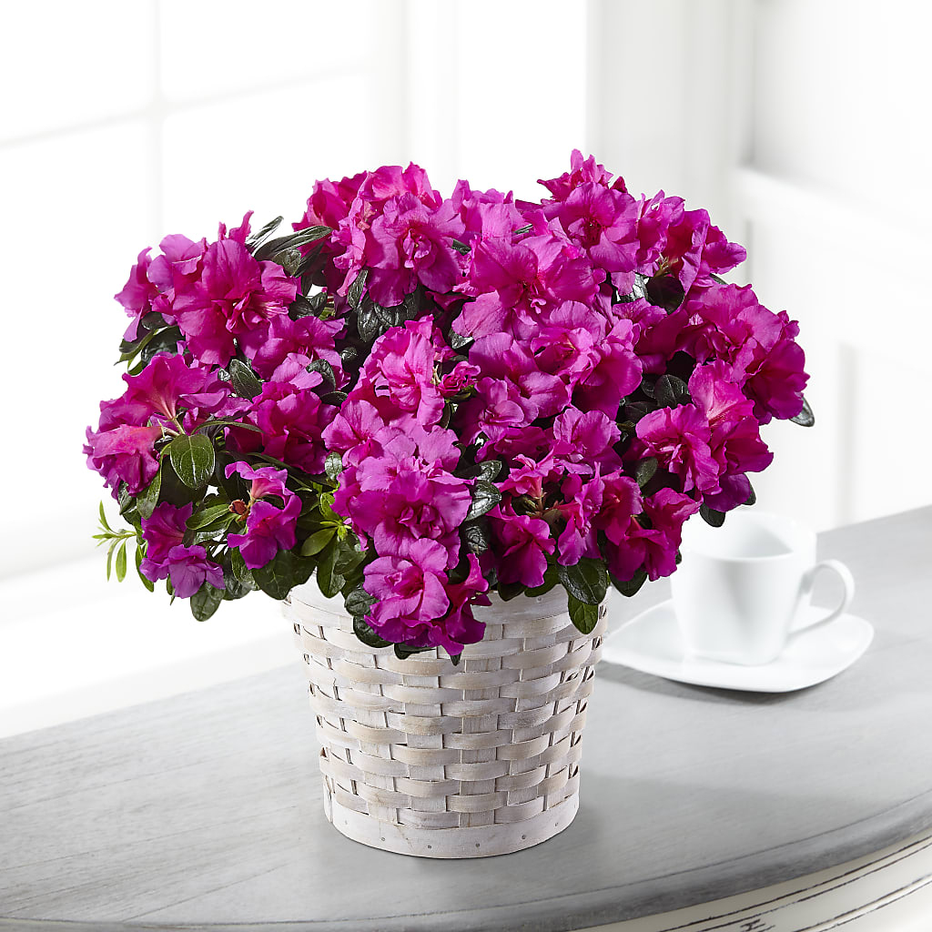 Hope & Serenity Azalea Plant – Newell Flower Shop Ltd., Kamloops BC