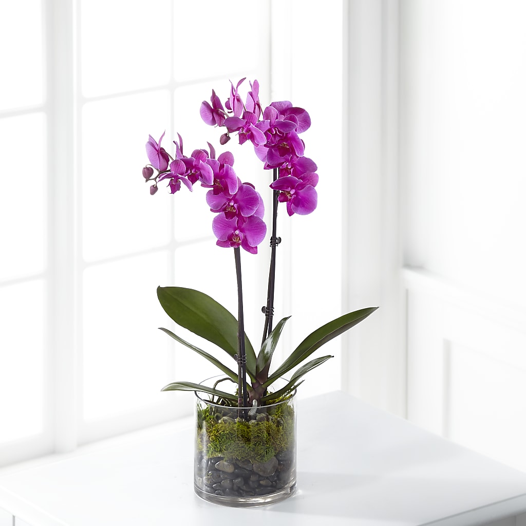 Pink Orchid Plant – Newell Flower Shop Ltd., Kamloops BC