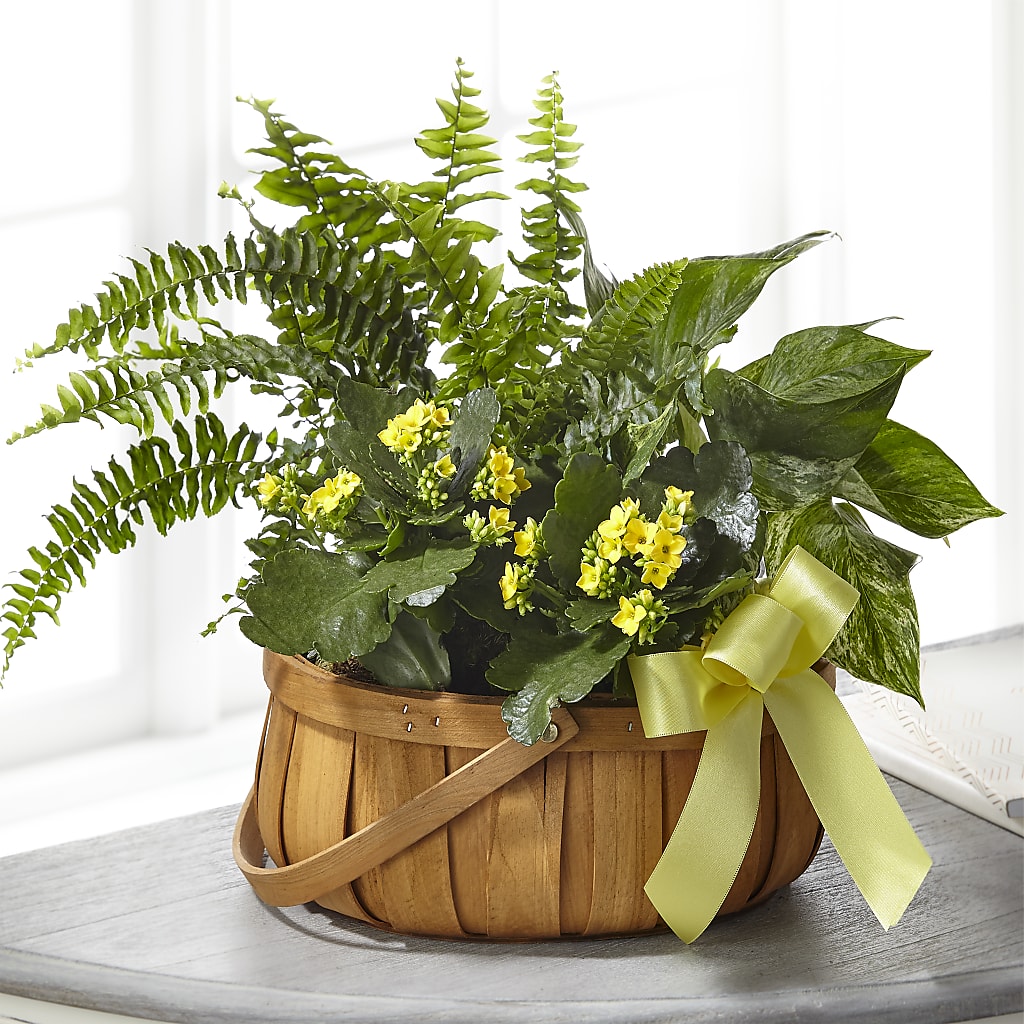 Always Dear Dishgarden – Newell Flower Shop Ltd., Kamloops BC