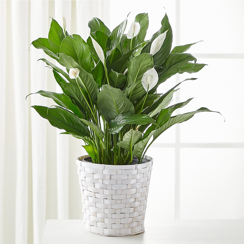 A New Leaf Peace Lily – Newell Flower Shop Ltd., Kamloops BC