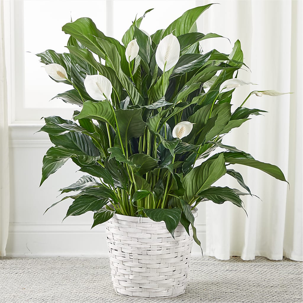 A New Leaf Peace Lily – Newell Flower Shop Ltd., Kamloops BC