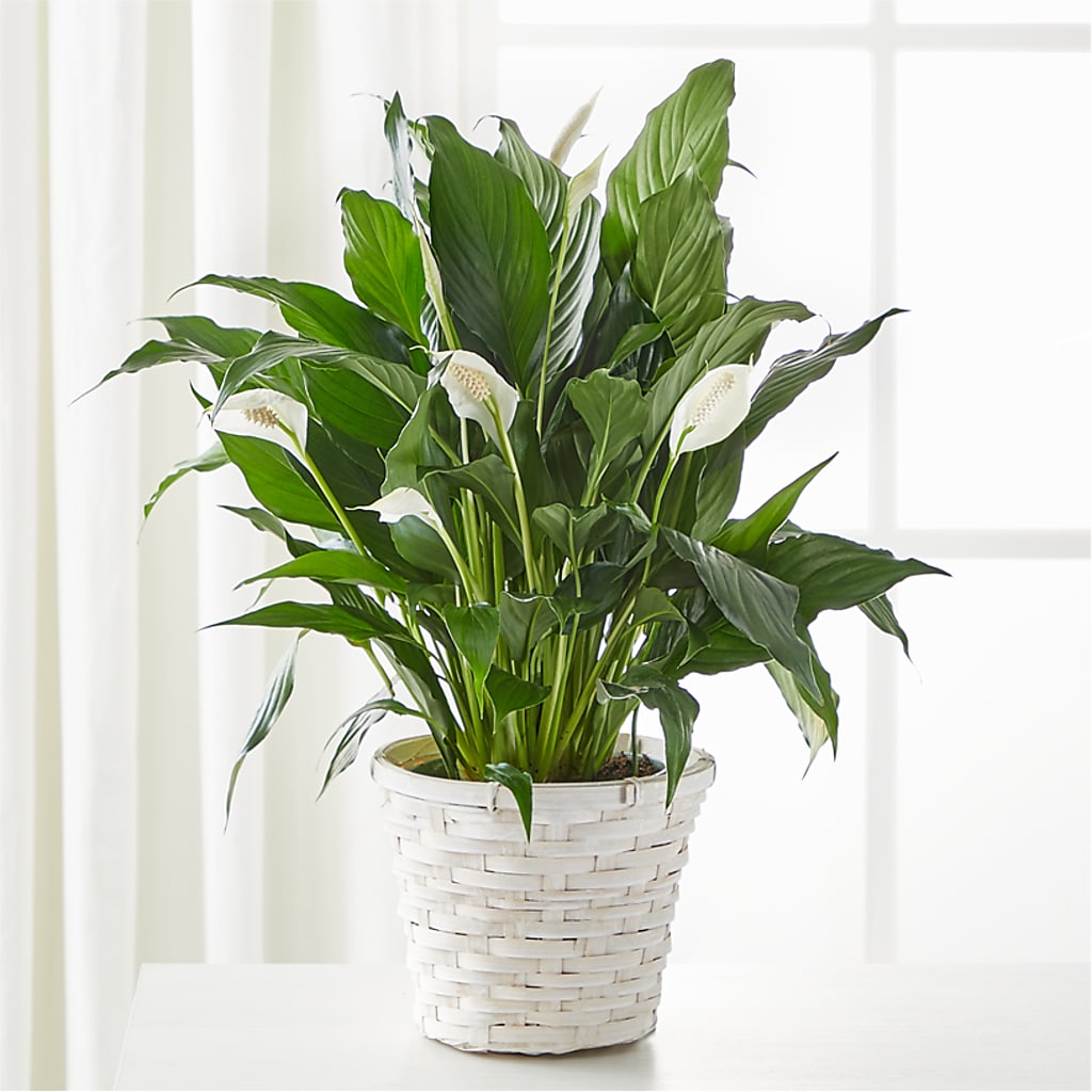 A New Leaf Peace Lily – Newell Flower Shop Ltd., Kamloops BC