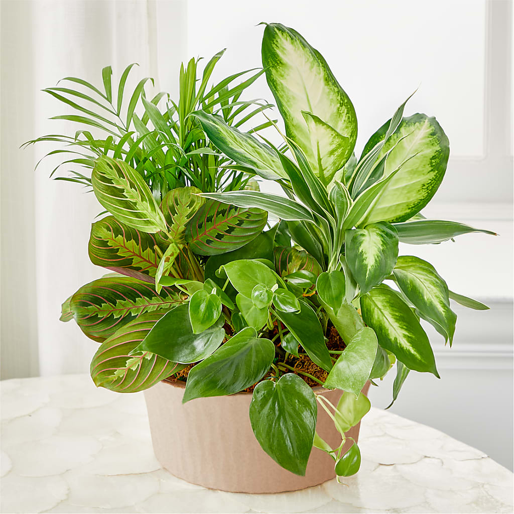 Balance & Harmony Dishgarden – Newell Flower Shop Ltd., Kamloops BC