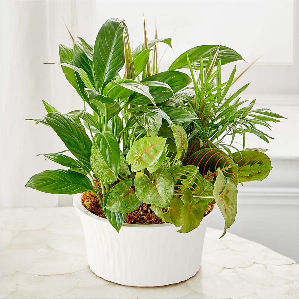 Balance & Harmony Dishgarden – Newell Flower Shop Ltd., Kamloops BC