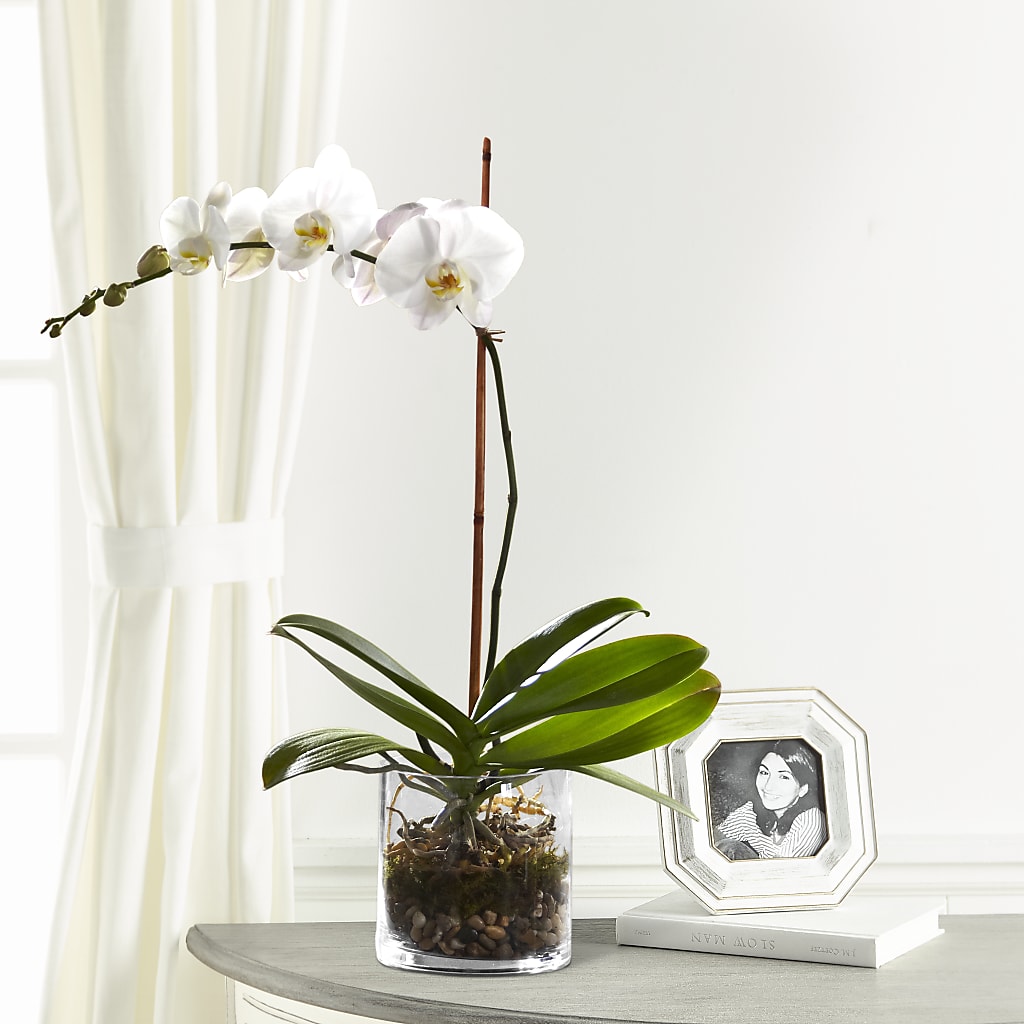 White Orchid Planter – Newell Flower Shop Ltd., Kamloops BC