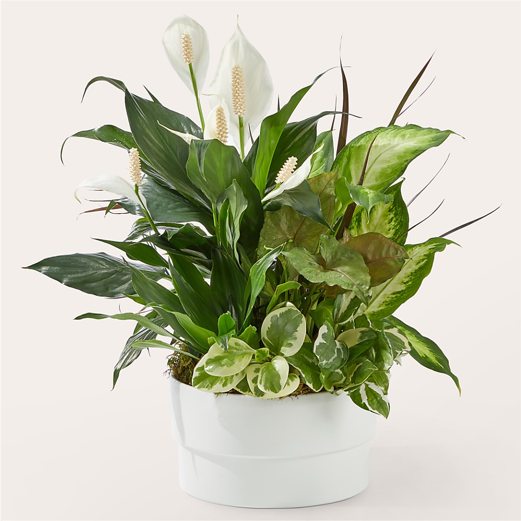 Radiating Positivity Dishgarden – Newell Flower Shop Ltd., Kamloops BC