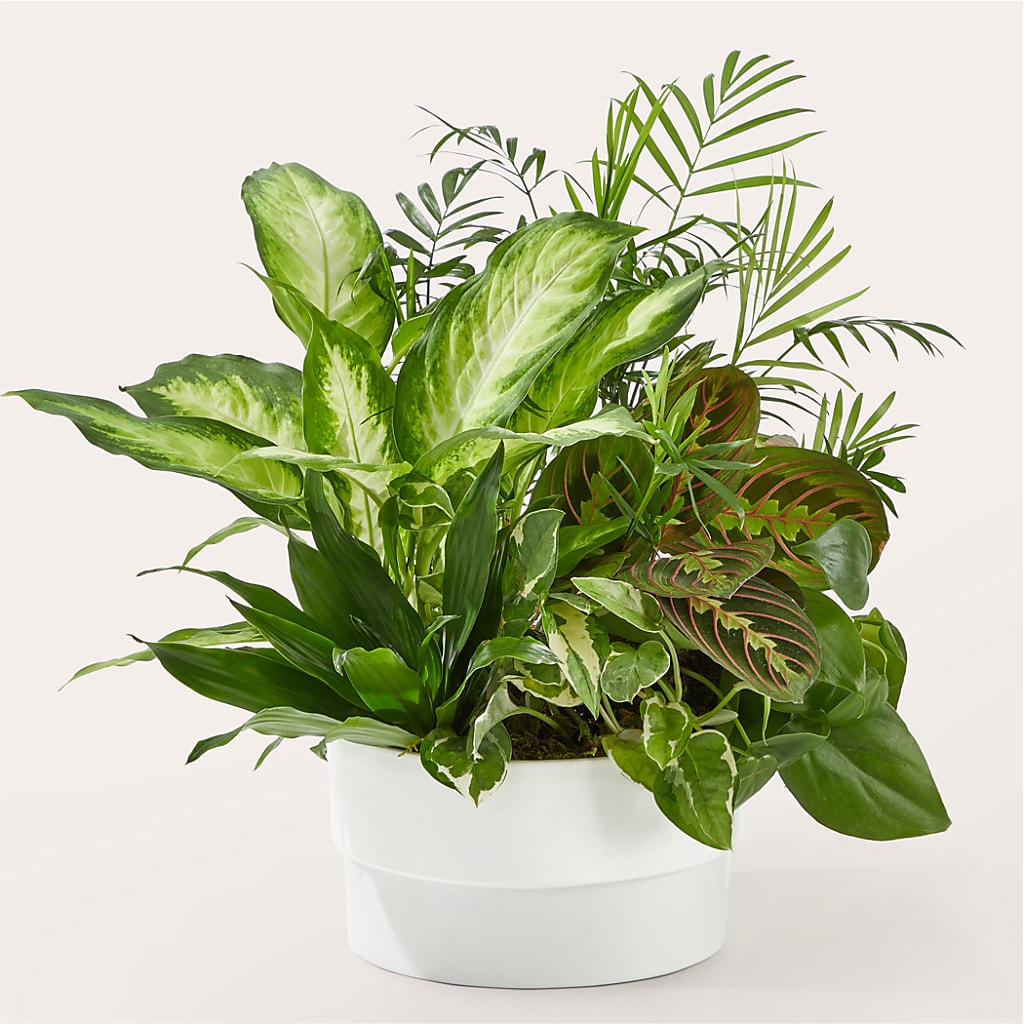 Radiating Positivity Dishgarden – Newell Flower Shop Ltd., Kamloops BC