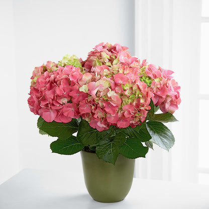 Pink Hydrangea Planter –  Newell Flower Shop Ltd., Kamloops BC