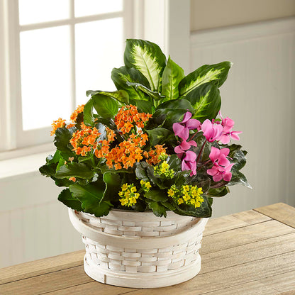 Color Crush Dishgarden –  Newell Flower Shop Ltd., Kamloops BC