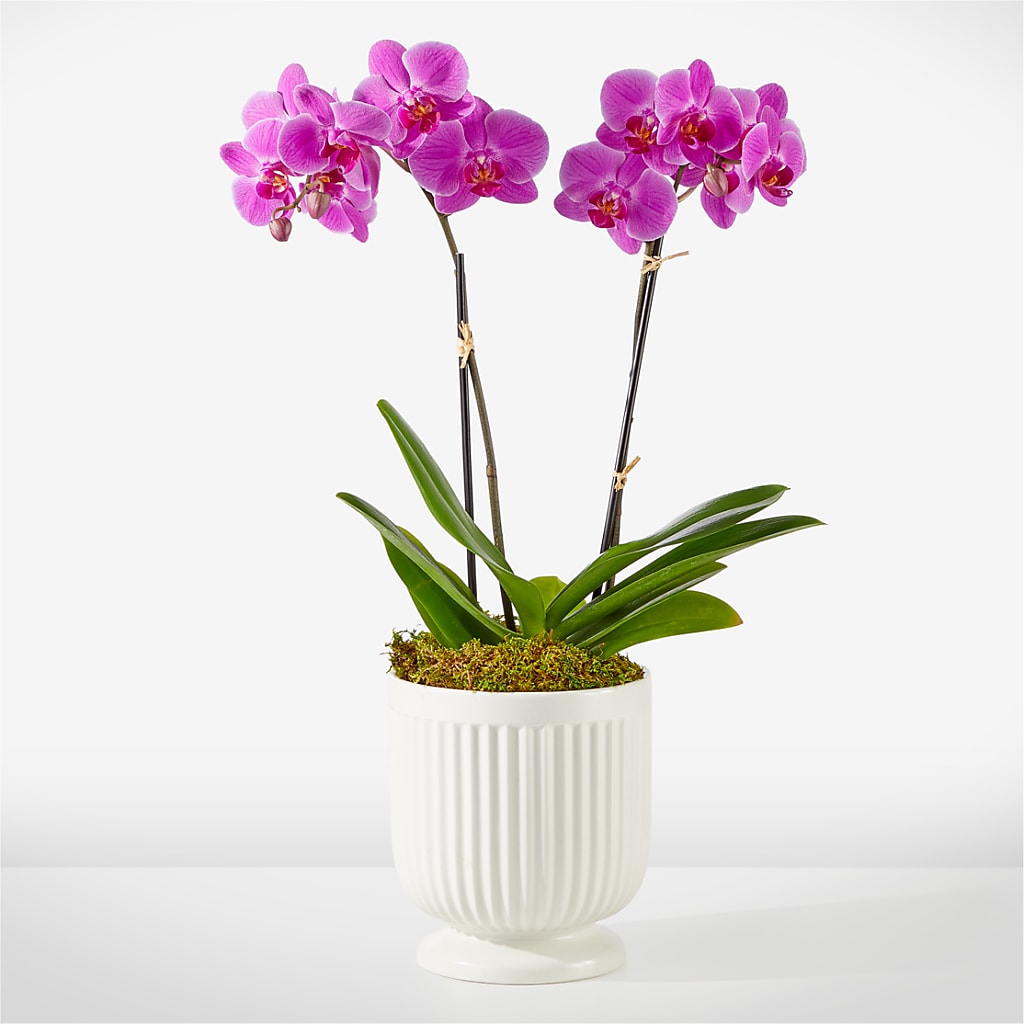 Friendly Fuchsia Orchid – pink flower arrangement | Kamloops, BC