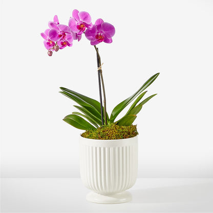 Orchidée Fuchsia Amicale