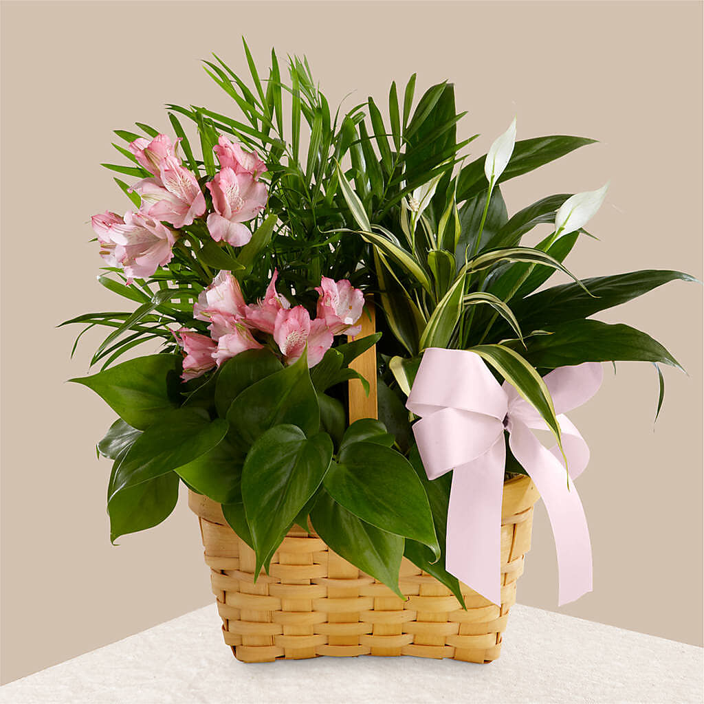 Living Spirit Dishgarden –  Newell Flower Shop Ltd., Kamloops BC