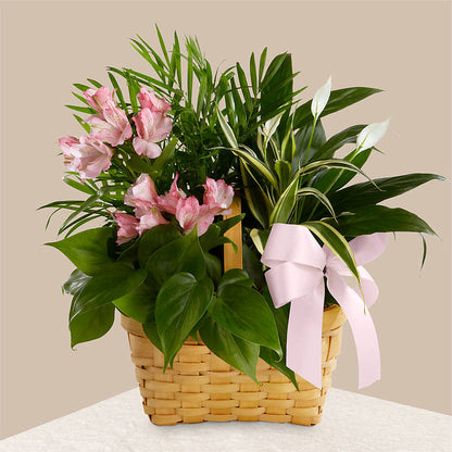 Living Spirit Dishgarden –  Newell Flower Shop Ltd., Kamloops BC