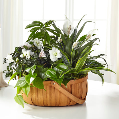 Serene Dishgarden –  Newell Flower Shop Ltd., Kamloops BC