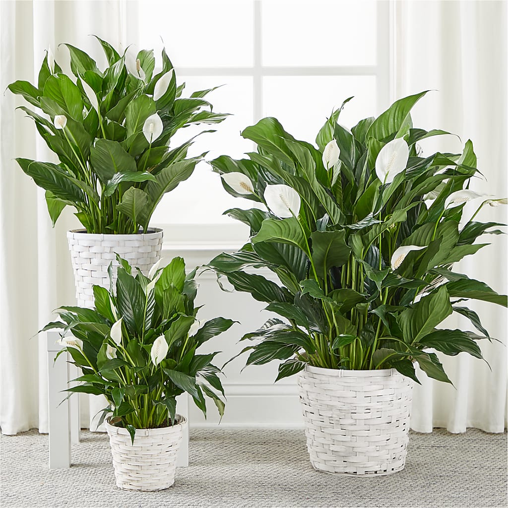 A New Leaf Peace Lily –  Newell Flower Shop Ltd., Kamloops BC