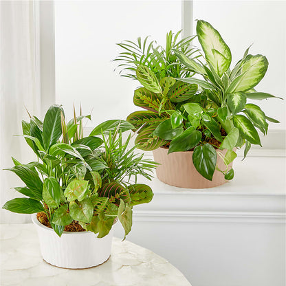 Balance & Harmony Dishgarden –  Newell Flower Shop Ltd., Kamloops BC