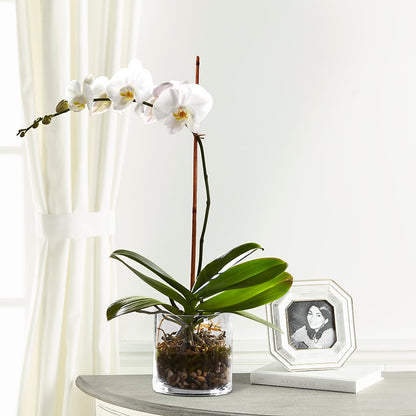 White Orchid Planter –  Newell Flower Shop Ltd., Kamloops BC